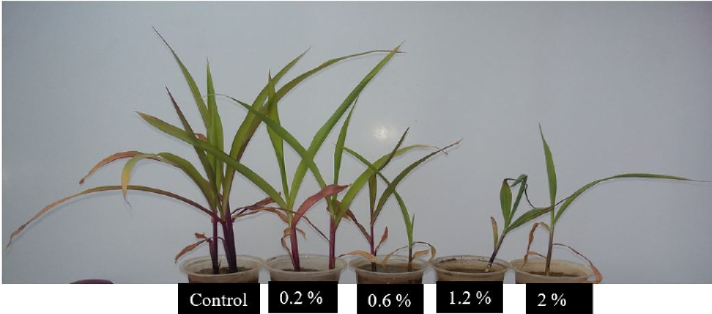 Figure 2: