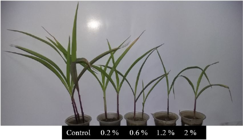 Figure 3: