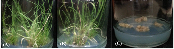 Figure 4: