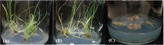 Figure 5: