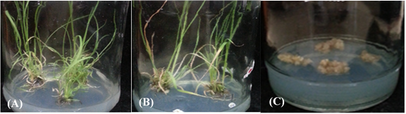 Figure 6: