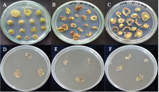 Figure 3: