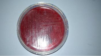 Figure 5:
