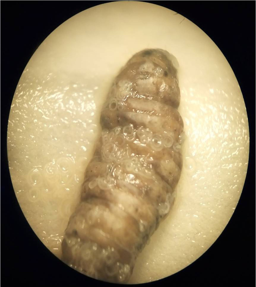 Figure 1: