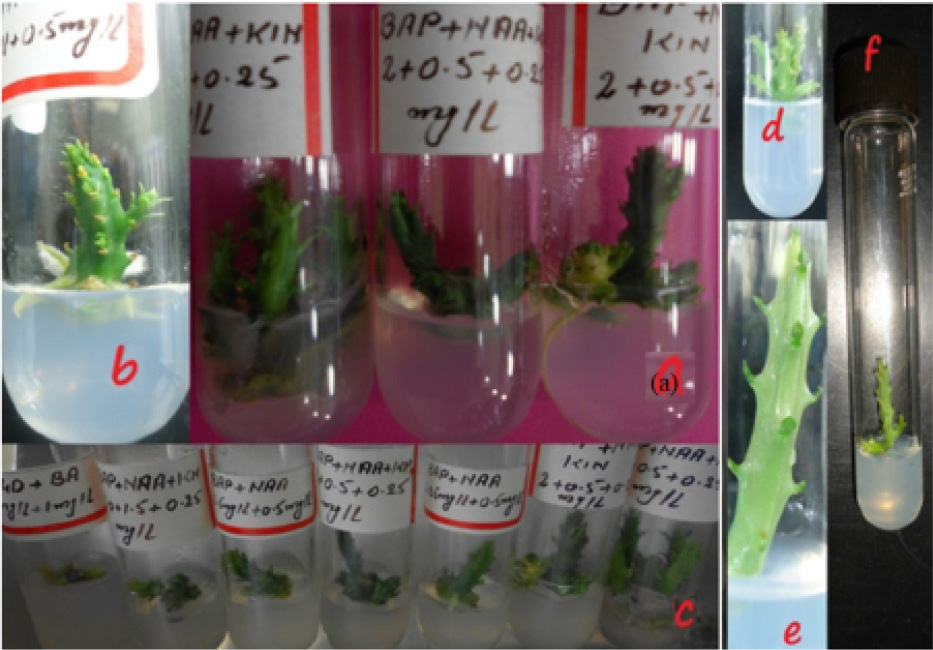 Figure 7: