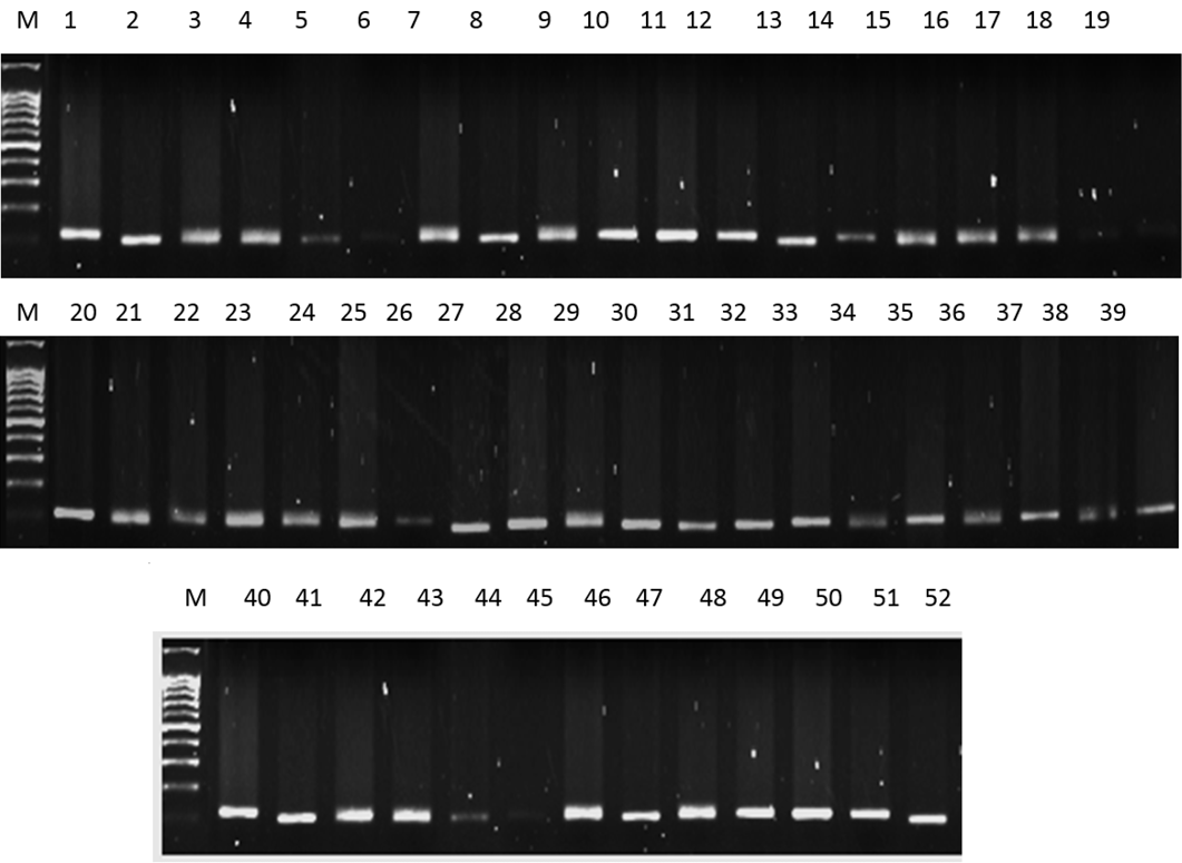 Figure 2: