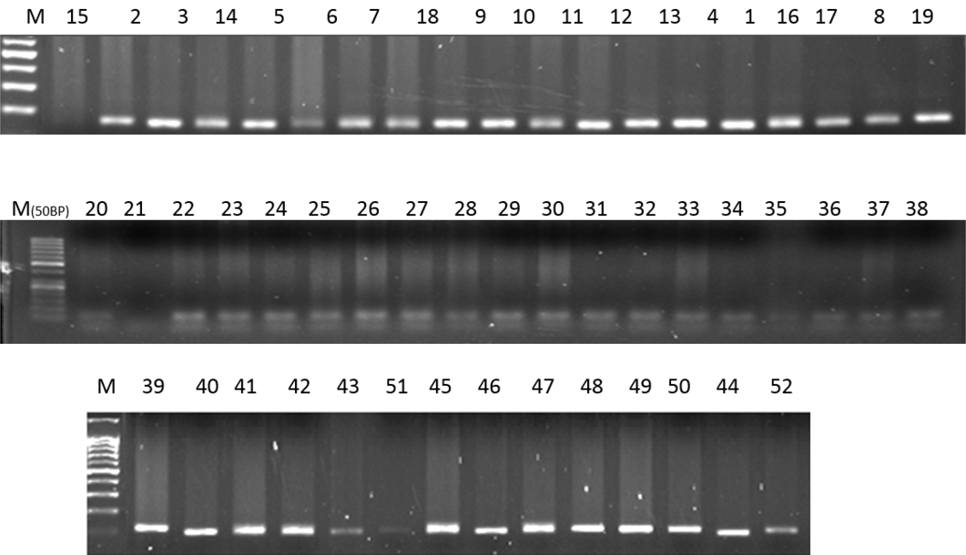 Figure 3: