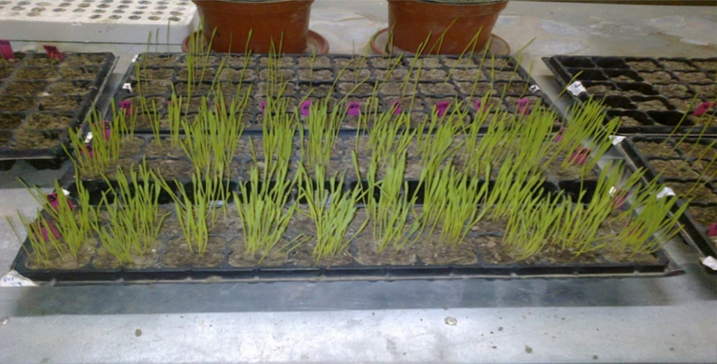 Figure 1: