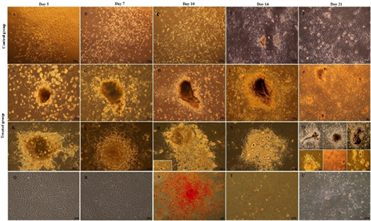 Figure 6: