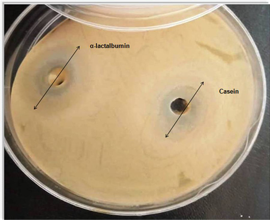 Figure 4: