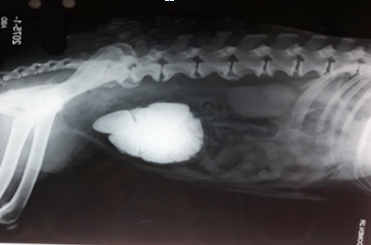 Figure 1:
