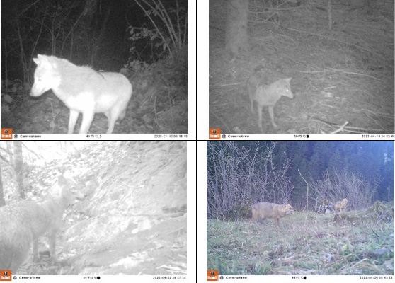 Fig. 2.