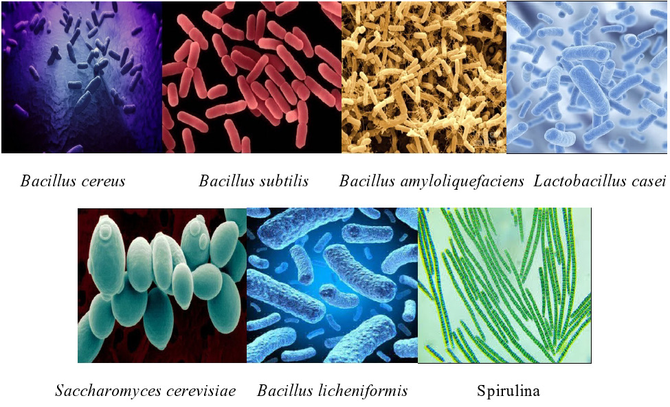 Figure 4: