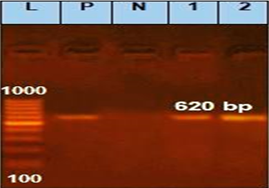 Figure 3: