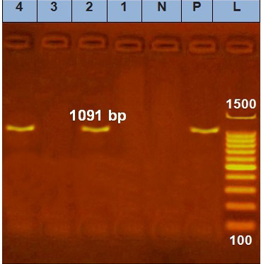 Figure 5