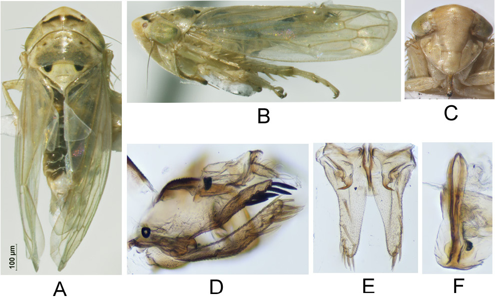 Figure 2: