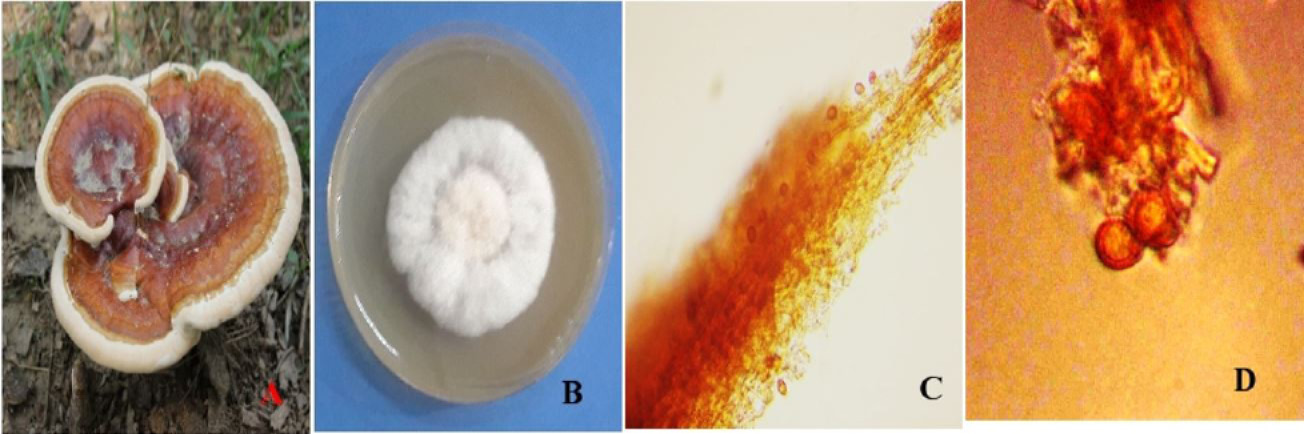 Figure 2:
