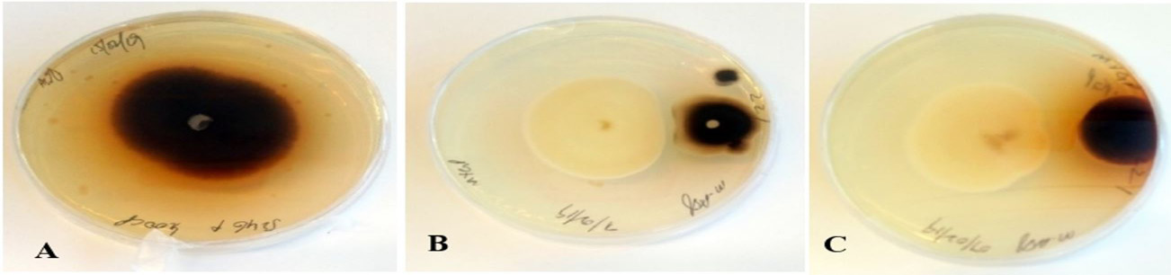Figure 3:
