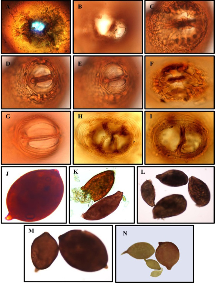 Figure 5: