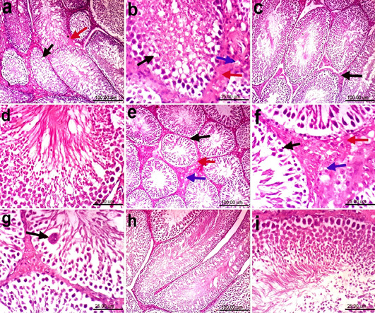 Figure 4: