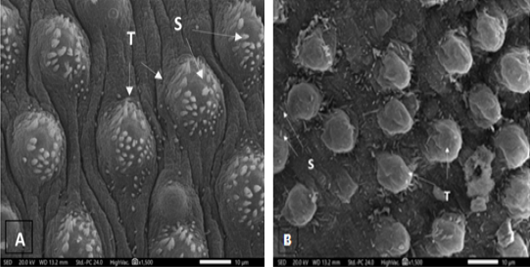 Figure 3: