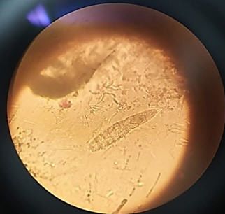 Figure 3: