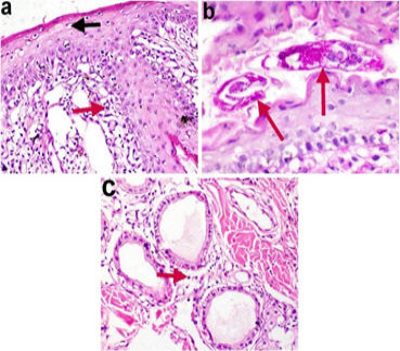 Figure 4: