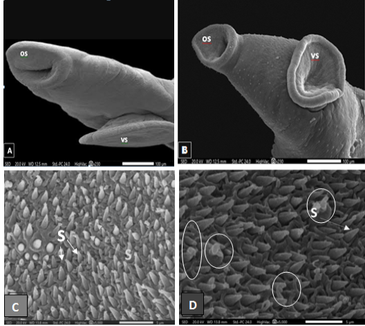 Figure 2: