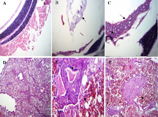 Figure 5: