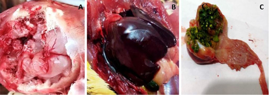 Figure 2: