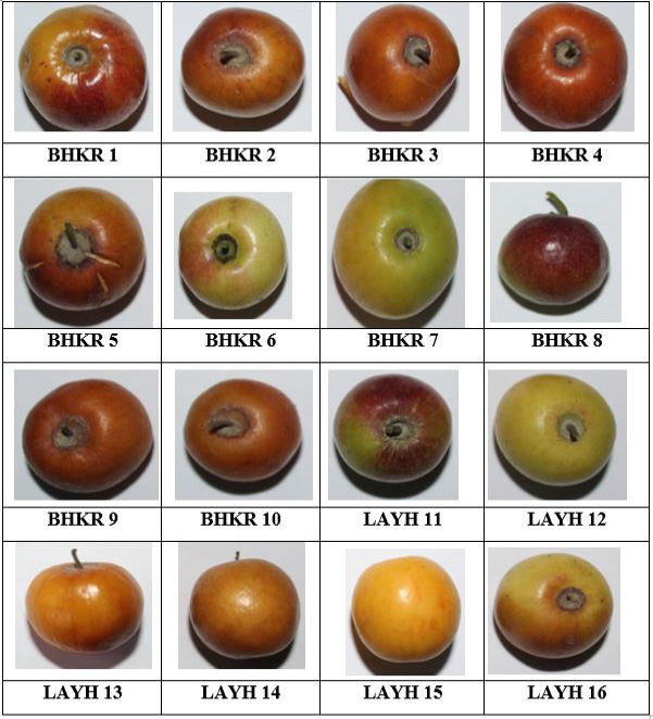 Figure 3: