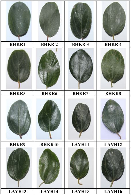 Figure 4: