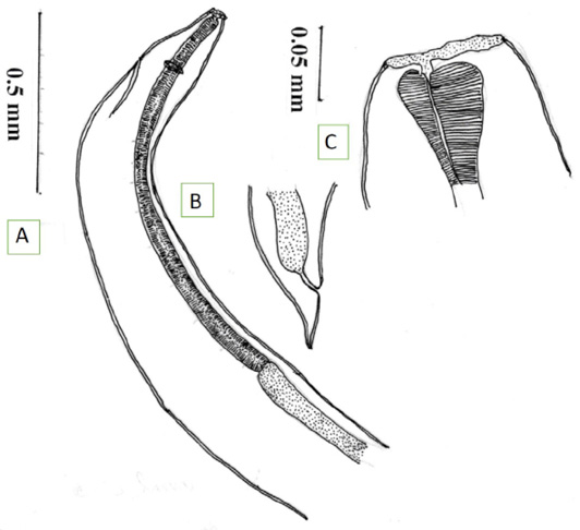 Figure 1: