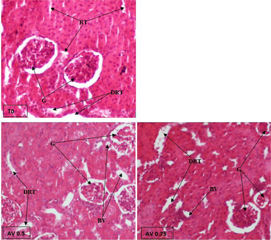 Figure 2: