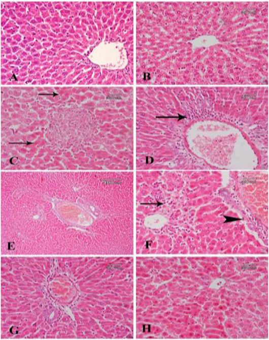 Figure 5: