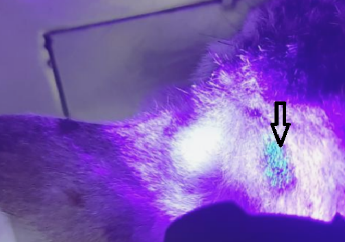 Figure 2:
