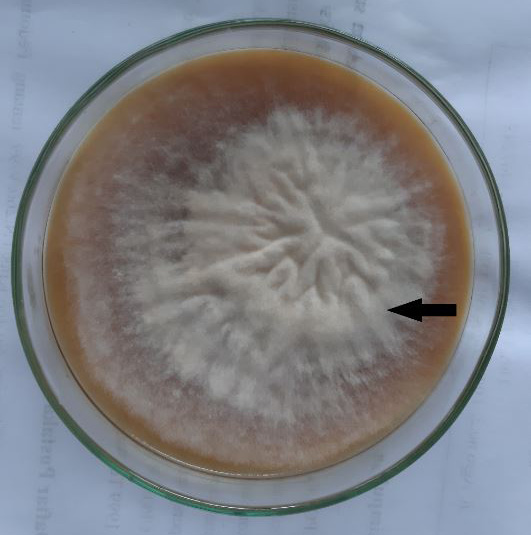 Figure 3: