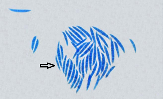 Figure 4: