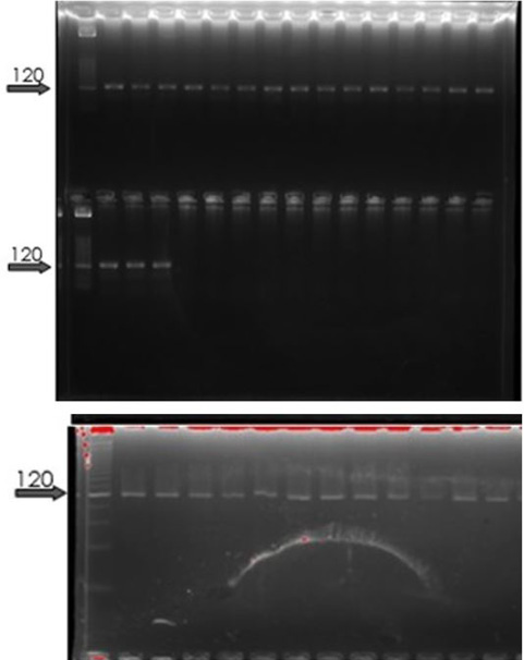 Figure 2: