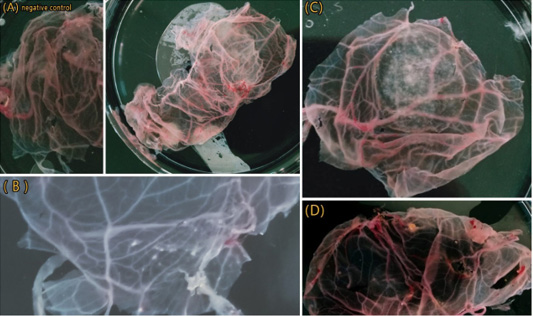 Figure 2: