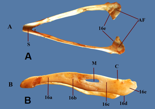Figure 6: