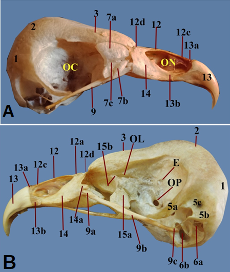 Figure 3: