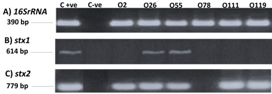 Figure 4: