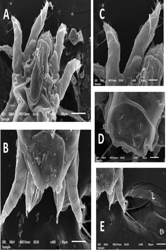 Figure 6: