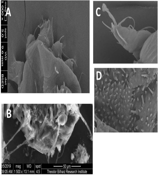 Figure 7: