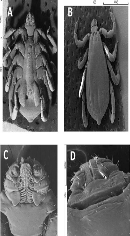 Figure 3:
