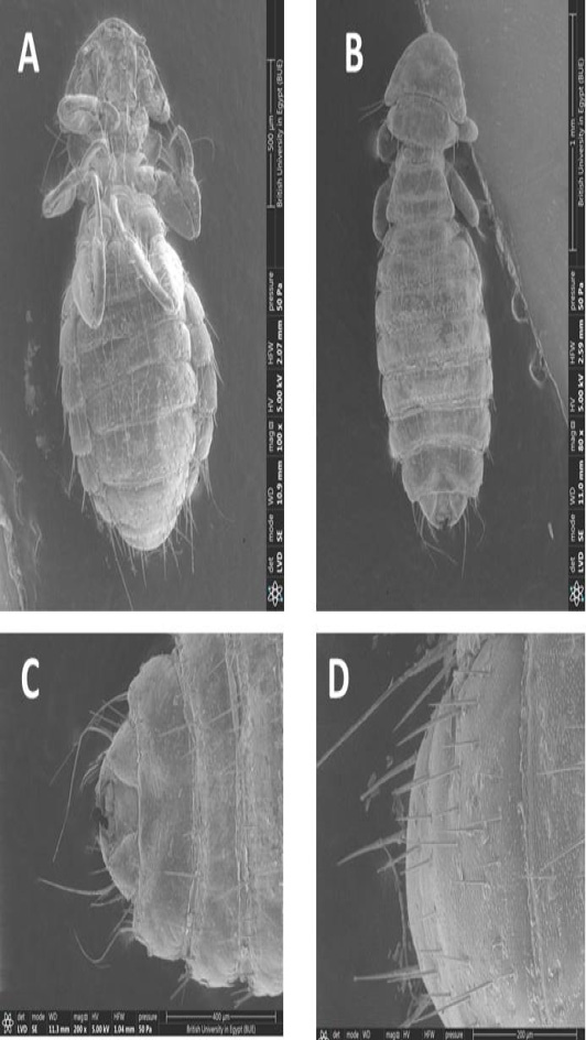 Figure 5: