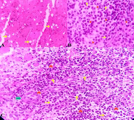 Figure 6: