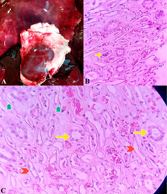 Figure 9: