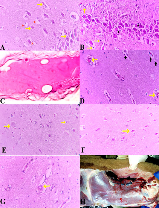 Figure 2: